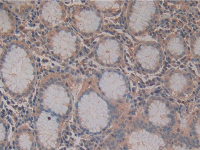 Stem Cell Factor (SCF) Pig Polyclonal Antibody