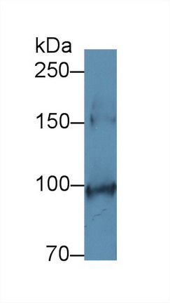 Stem Cell Factor Receptor (SCFR) Mouse Polyclonal Antibody