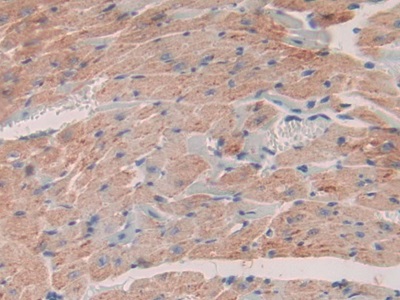 Stromal Cell Derived Factor 1 (SDF1) Mouse Polyclonal Antibody