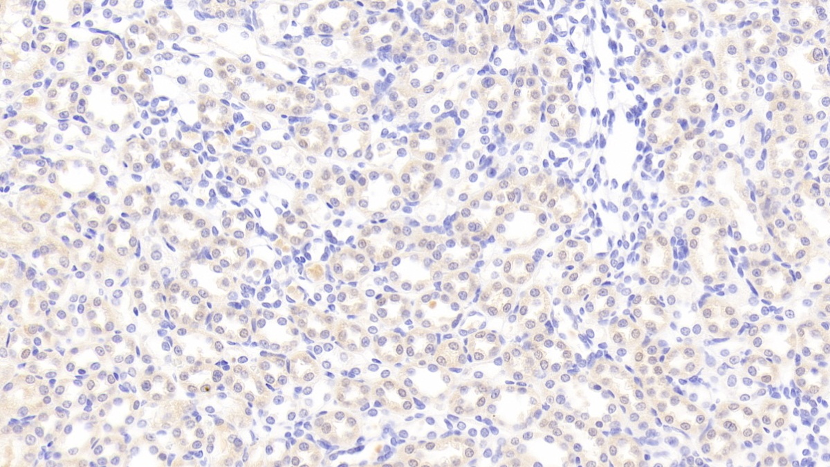 Stromal Cell Derived Factor 1 (SDF1) Rat Polyclonal Antibody