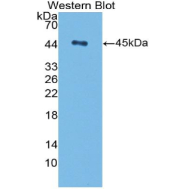 Transforming Growth Factor Beta 1 (TGFb1) Bovine (Cattle) Polyclonal Antibody
