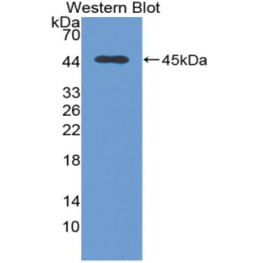 Transforming Growth Factor Beta 1 (TGFb1) Canis familiaris; Canine (Dog) Polyclonal Antibody