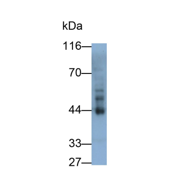 Transforming Growth Factor Beta 1 (TGFb1) Capra hircus, Caprine (Goat) Polyclonal Antibody