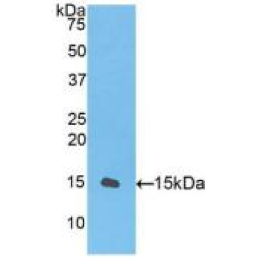Transforming Growth Factor Beta 1 (TGFb1) Chicken (Gallus) Polyclonal Antibody