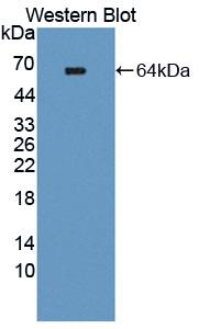 TEK Tyrosine Kinase, Endothelial (Tie2) Rat Polyclonal Antibody