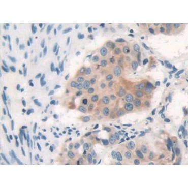 Protease Activated Receptor 4 (PAR4) Human Polyclonal Antibody