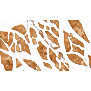 Adiponectin Receptor 2 (ADIPOR2) Mouse Polyclonal Antibody