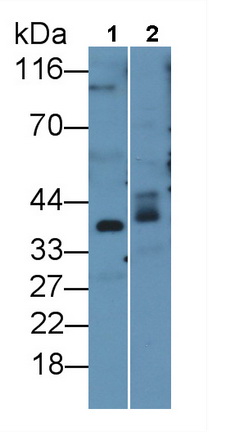Adiponectin Receptor 2 (ADIPOR2) Rat Polyclonal Antibody