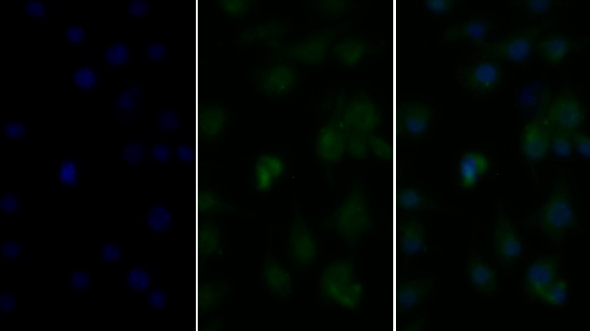 Tumor Necrosis Factor Alpha (TNFa) Capra hircus, Caprine (Goat) Polyclonal Antibody