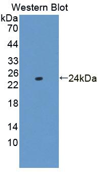 Tumor Necrosis Factor Alpha (TNFa) Mouse Polyclonal Antibody