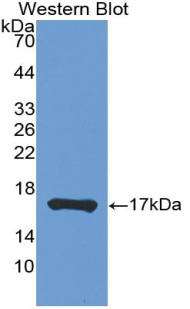 Tumor Necrosis Factor Beta (TNFb) Pig Polyclonal Antibody