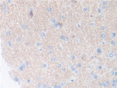 Thrombopoietin (TPO) Rat Polyclonal Antibody