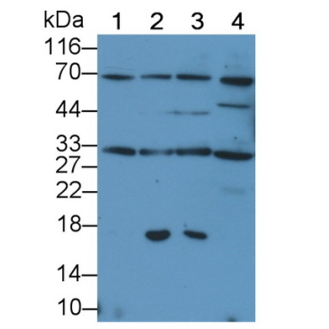 Tumor Necrosis Factor Related Apoptosis Inducing Ligand (TRAIL) Canis familiaris; Canine (Dog) Polyclonal Antibody