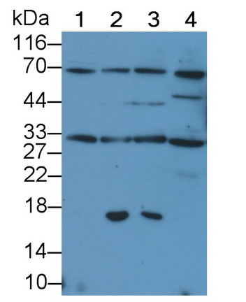 Tumor Necrosis Factor Related Apoptosis Inducing Ligand (TRAIL) Canis familiaris; Canine (Dog) Polyclonal Antibody