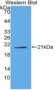 Plasminogen Activator, Urokinase (uPA) Pig Polyclonal Antibody