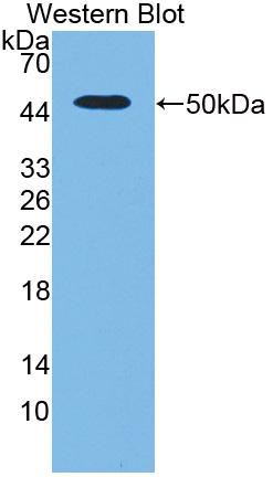 Plasminogen Activator, Urokinase (uPA) Rat Polyclonal Antibody