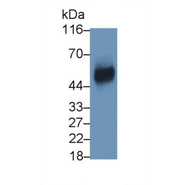 Plasminogen Activator, Urokinase Receptor (uPAR) Mouse Polyclonal Antibody