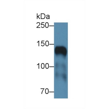 Intercellular Adhesion Molecule 5 (ICAM5) Human Polyclonal Antibody
