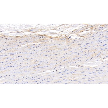 Vascular Endothelial Growth Factor A (VEGFA) Canis familiaris; Canine (Dog) Polyclonal Antibody