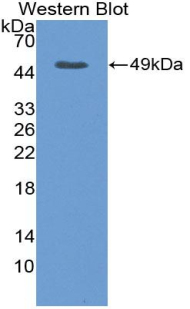 Vascular Endothelial Growth Factor A (VEGFA) Pig Polyclonal Antibody