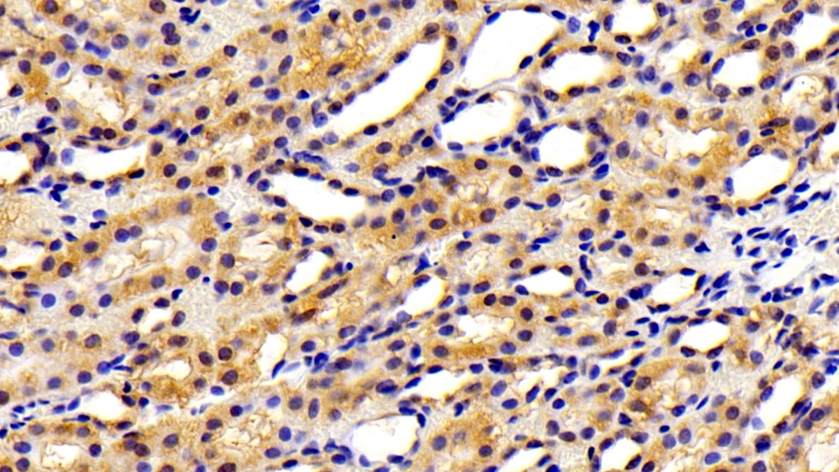 Vascular Endothelial Growth Factor A (VEGFA) Rat Polyclonal Antibody