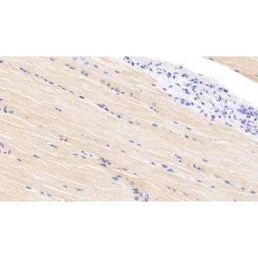 Vascular Endothelial Growth Factor D (VEGFD) Bovine (Cattle) Polyclonal Antibody