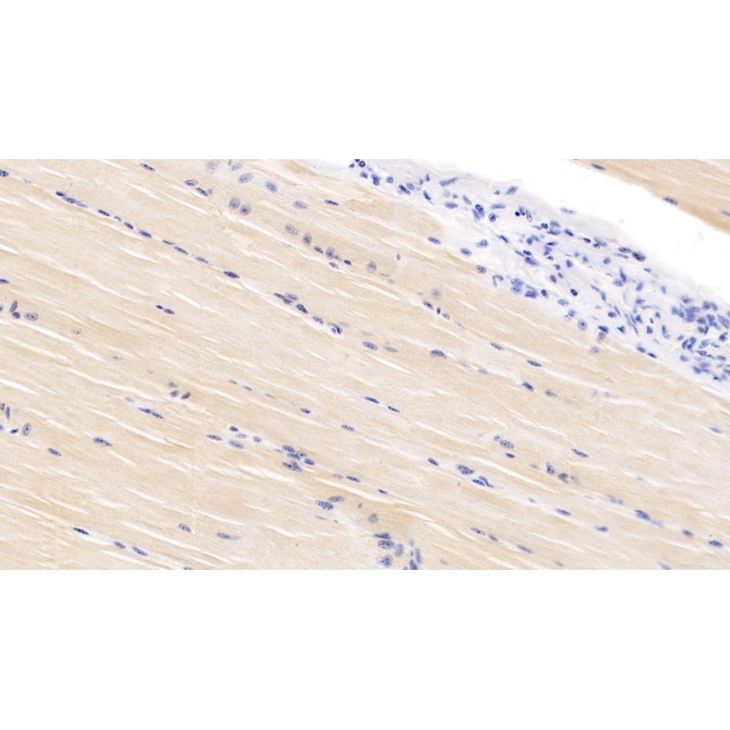 Vascular Endothelial Growth Factor D (VEGFD) Bovine (Cattle) Polyclonal Antibody