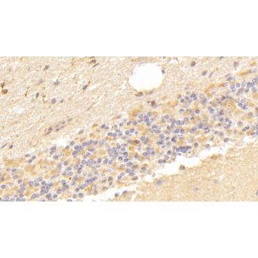 Vascular Endothelial Growth Factor D (VEGFD) Human Polyclonal Antibody