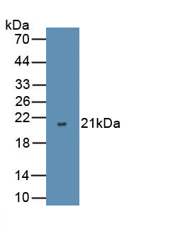 Vascular Endothelial Growth Factor D (VEGFD) Mouse Polyclonal Antibody