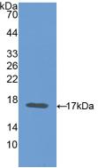 Carcinoembryonic Antigen (CEA) Mouse Polyclonal Antibody