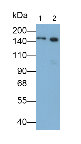Carcinoembryonic Antigen (CEA) Rat Polyclonal Antibody