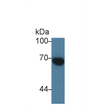 Alpha-Fetoprotein (AFP) Bovine (Cattle) Polyclonal Antibody