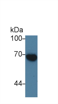 Alpha-Fetoprotein (AFP) Bovine (Cattle) Polyclonal Antibody