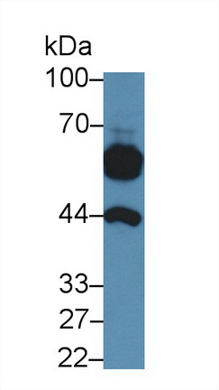 Alpha-Fetoprotein (AFP) Canis familiaris; Canine (Dog) Polyclonal Antibody