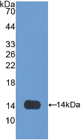 Olfactomedin 4 (OLFM4) Rat Polyclonal Antibody