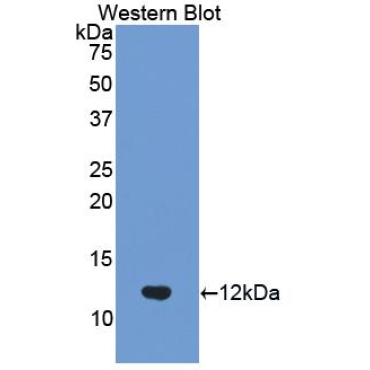 Ubiquitin (Ub) Human, Mouse, Rat, Rabbit, Canis familiaris; Canine (Dog), Pig, Bovine (Cattle), Equus caballus; Equine (Horse) Polyclonal Antibody