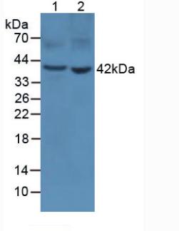 Pepsinogen A (PGA) Rat Polyclonal Antibody