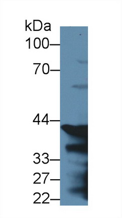 Pepsinogen C (PGC) Rat Polyclonal Antibody