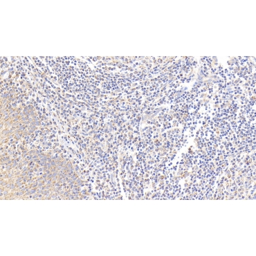 Prostaglandin E Synthase, Microsomal (PTGES) Human Polyclonal Antibody