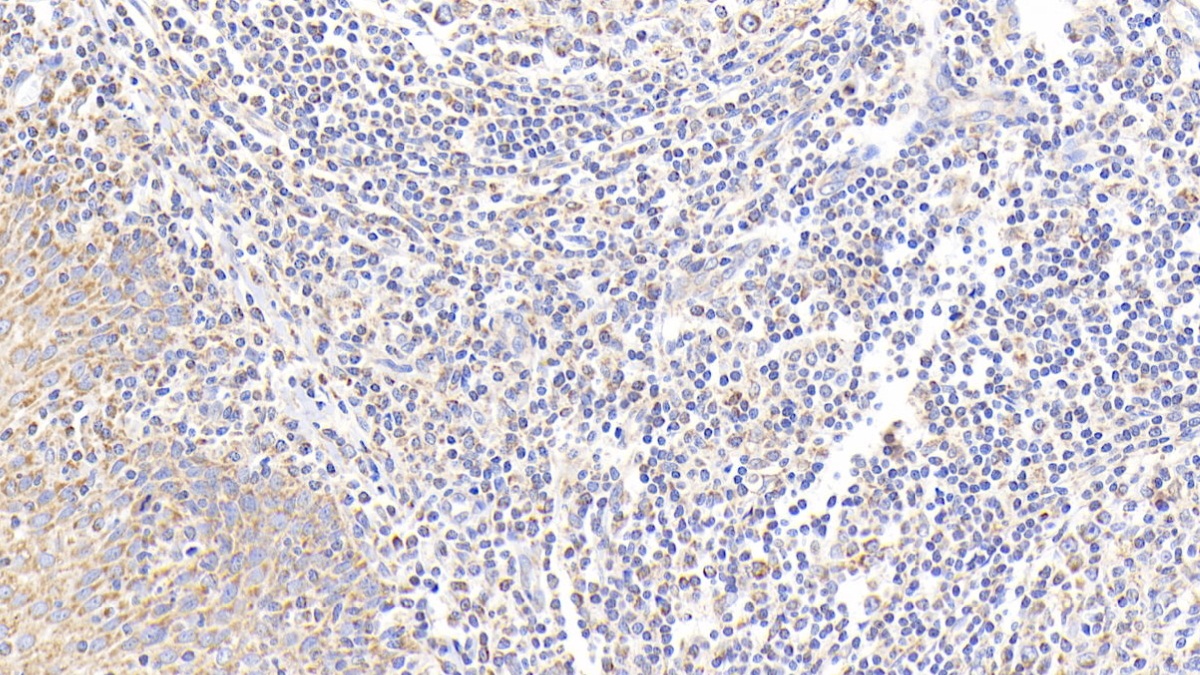Prostaglandin E Synthase, Microsomal (PTGES) Human Polyclonal Antibody