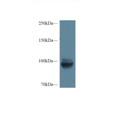 Meprin A Alpha (MEP1a) Mouse Polyclonal Antibody