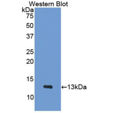 Platelet Factor 4 (PF4) Mouse Polyclonal Antibody