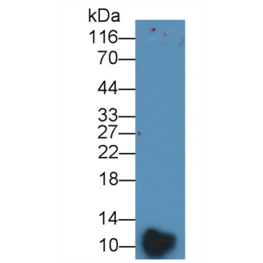 Platelet Factor 4 (PF4) Mouse Polyclonal Antibody