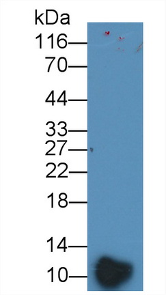Platelet Factor 4 (PF4) Mouse Polyclonal Antibody