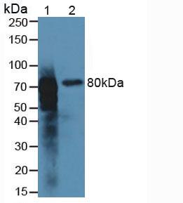Meprin A Beta (MEP1b) Rat Polyclonal Antibody