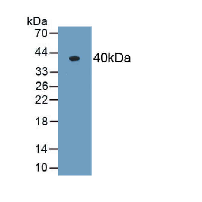 Alpha-2-Heremans Schmid Glycoprotein (AHSG) Guinea Pig Polyclonal Antibody