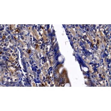 Neutrophil Elastase (NE) Canis familiaris; Canine (Dog) Polyclonal Antibody