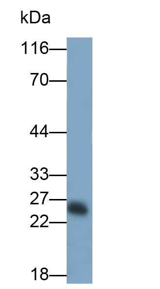 Neutrophil Elastase (NE) Rat Polyclonal Antibody
