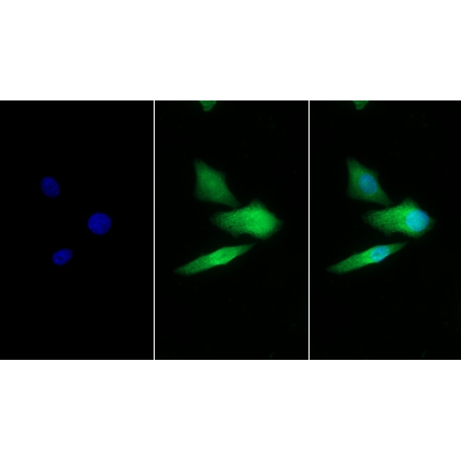 Galactosidase Alpha (GLa) Human Polyclonal Antibody