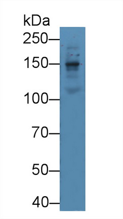 Laminin Beta 1 (LAMb1) Mouse Polyclonal Antibody